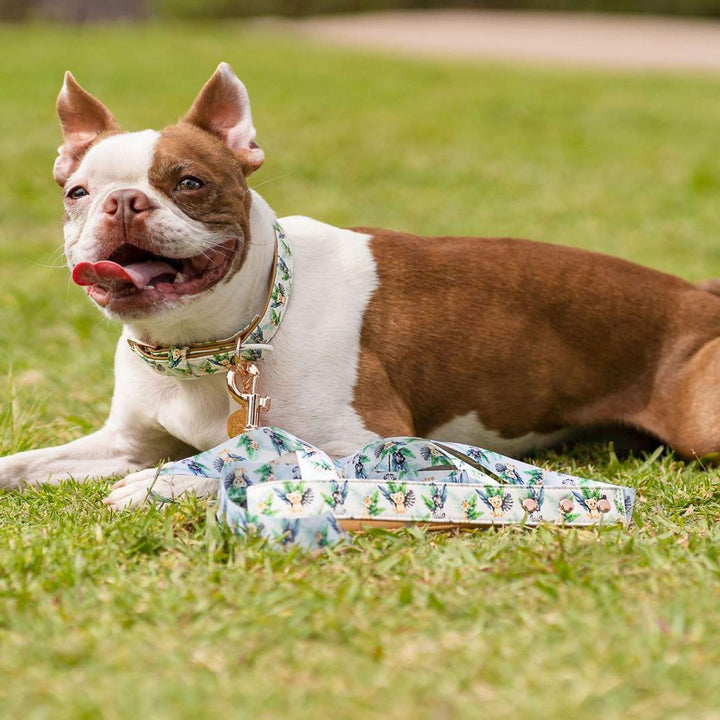 AmbassaDOG in the Wild One vegan leather dog lead and collar.