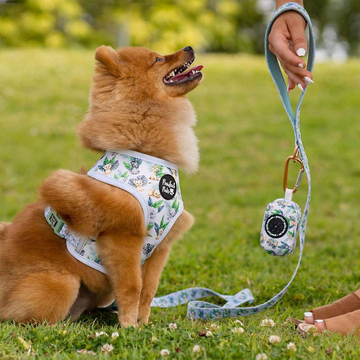 AmbassaDOG with the Wild One waste bag holder, reversible harness and soft lead.