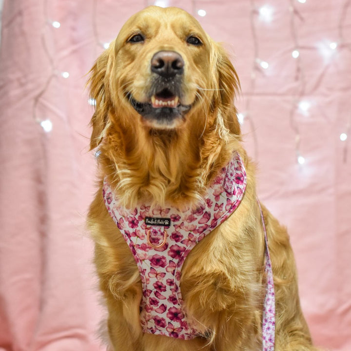 AmbassaDOG Keira in the You Give me Butterflies no-pull adjustable harness and lead.