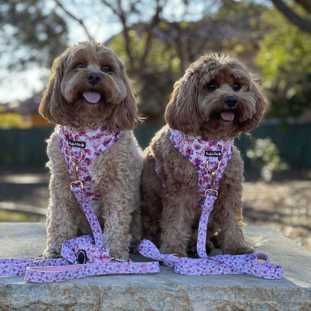 AmbassaDOGs The Cavoodle Sisters in You Give me Butterflies no-pull adjustable harnesses, soft leads and waste bag holders.