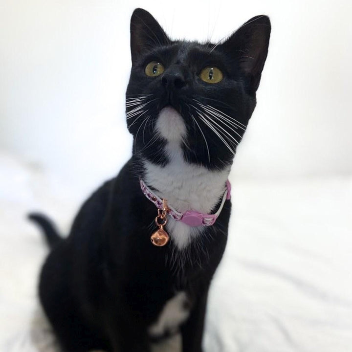AmbassaCAT Comet in the You Give me Butterflies cat collar.