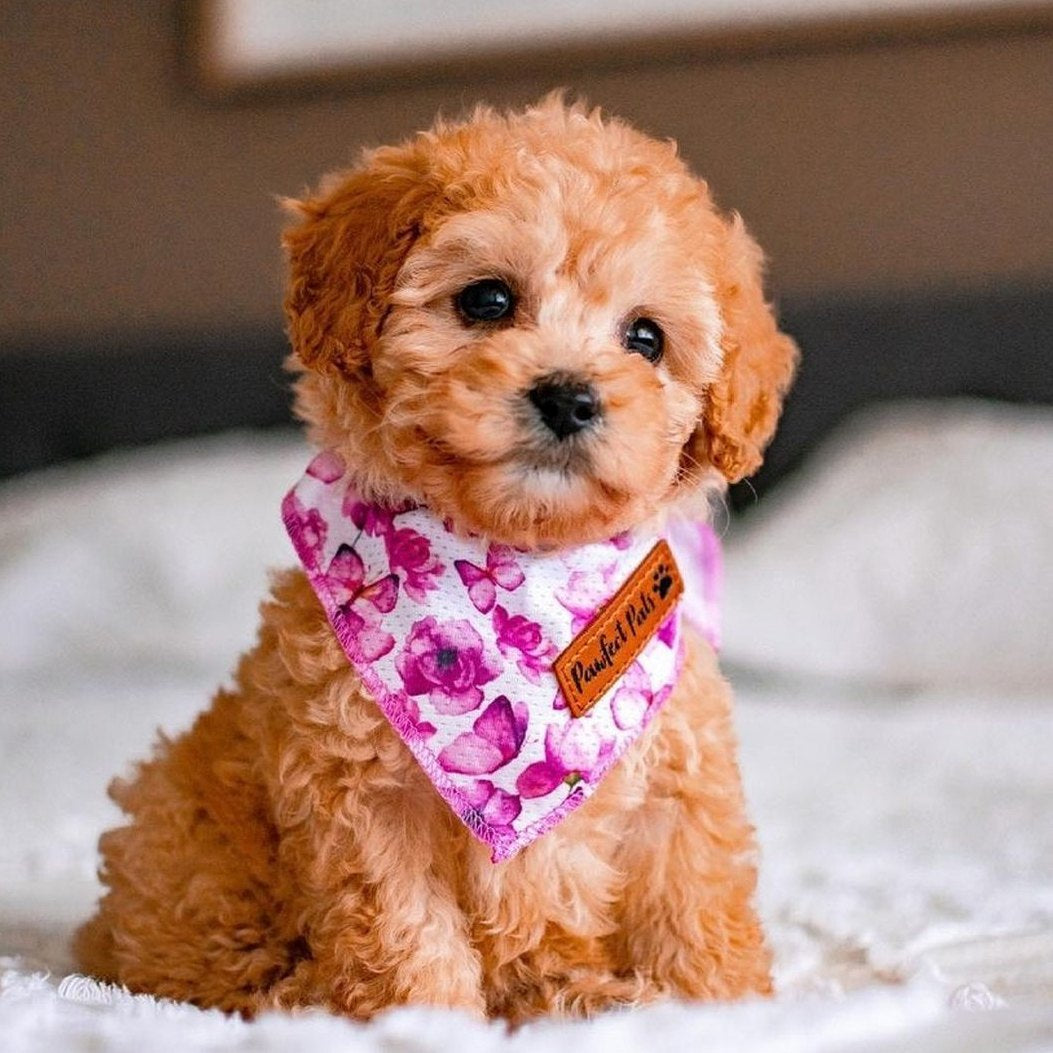 AmbassaDOG in the You Give me Butterflies cooling bandana.