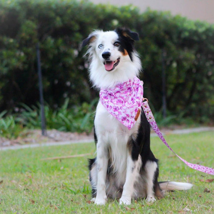 AmbassaDOG in the You Give me Butterflies cooling bandana and lead.