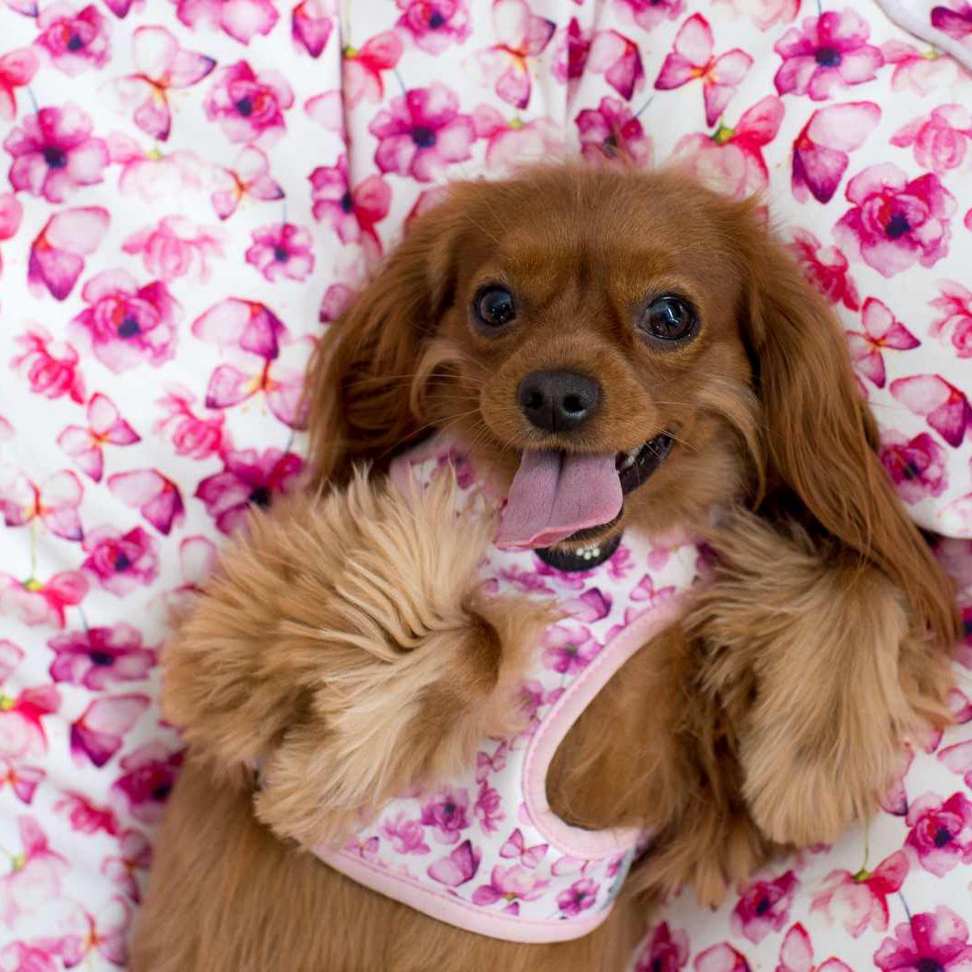 AmbassaDOG Lilo on the You Give me Butterflies cuddle bud dog bed in small.