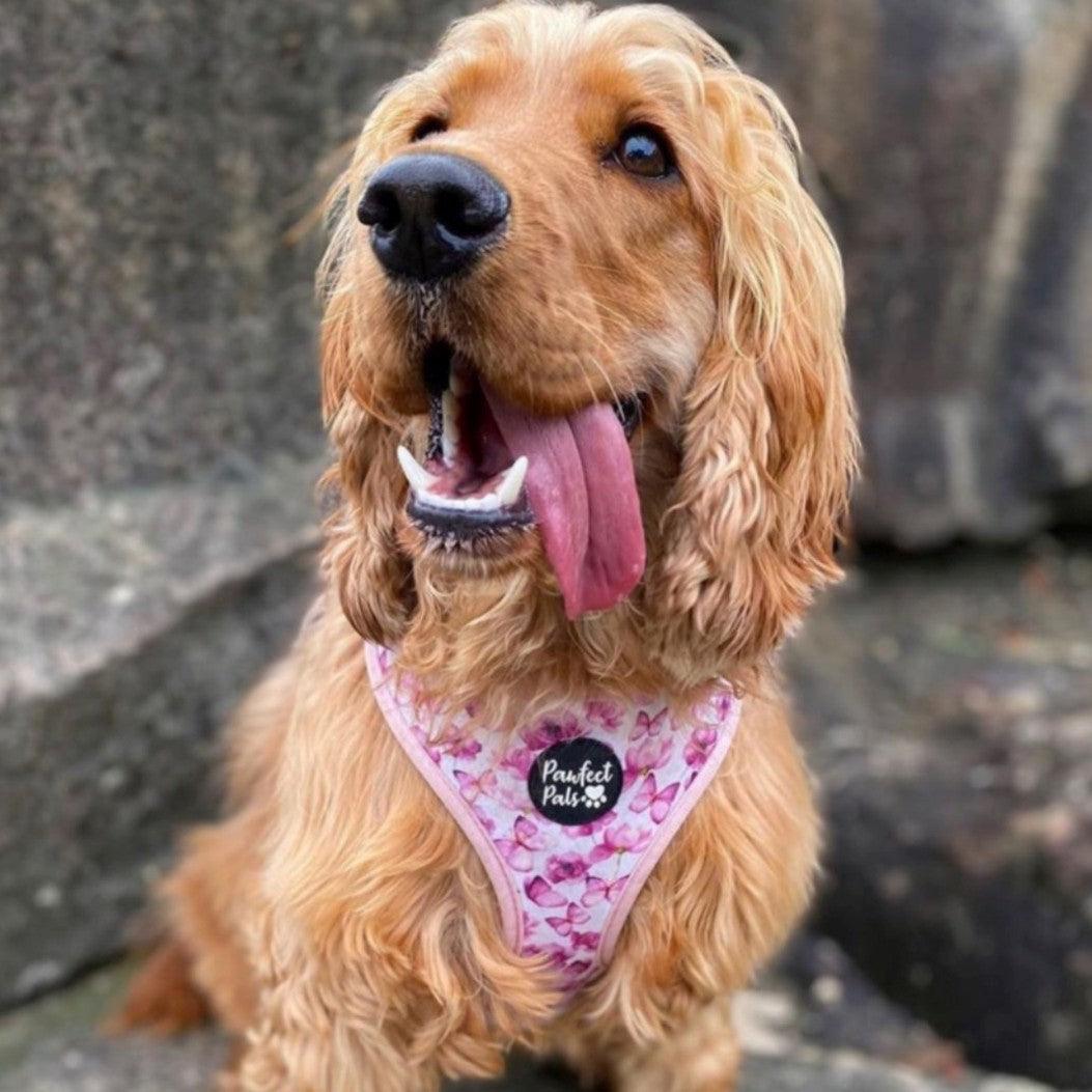 AmbassaDOG in the You Give me Butterflies reversible harness.