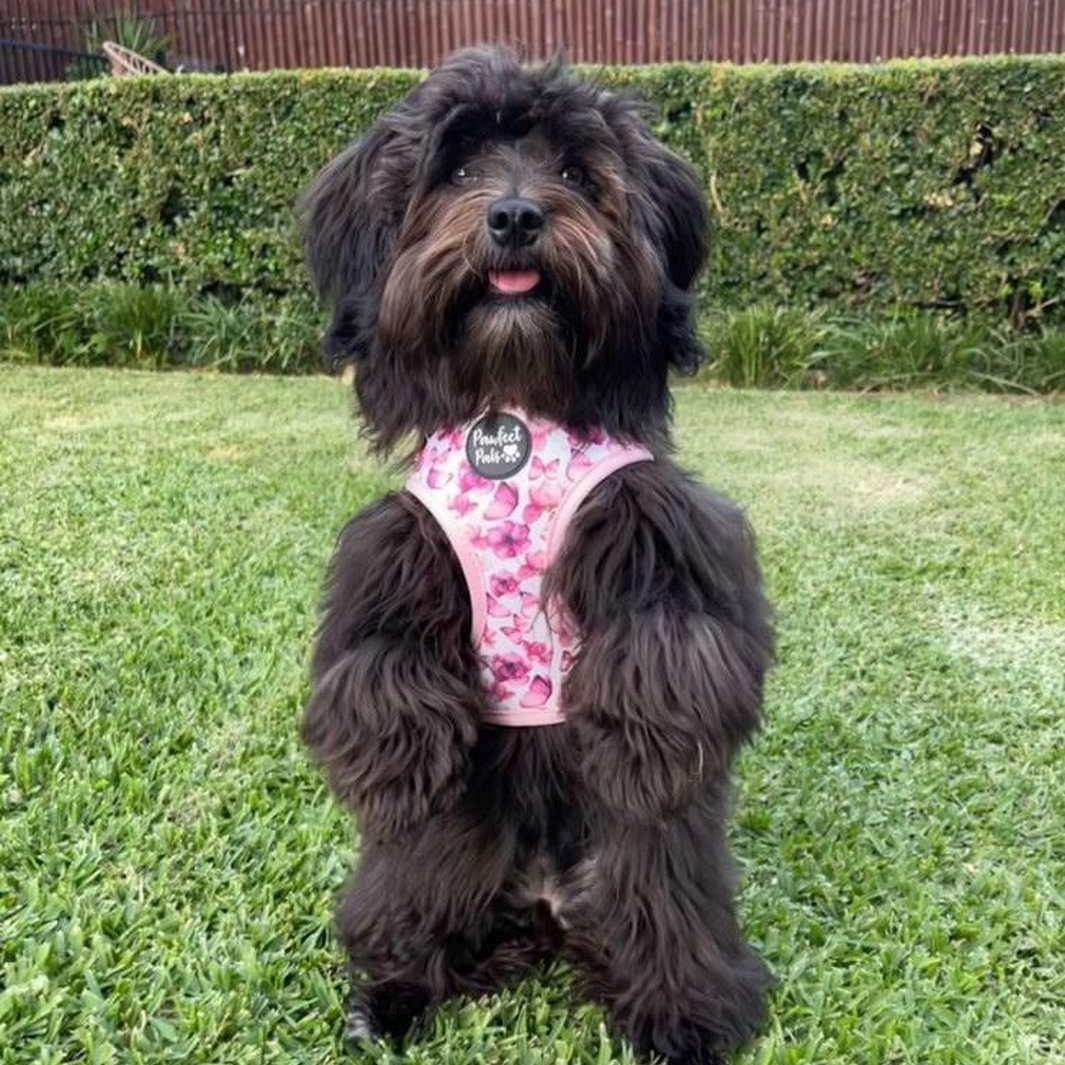 AmbassaDOG Piper in the You Give me Butterflies reversible harness.