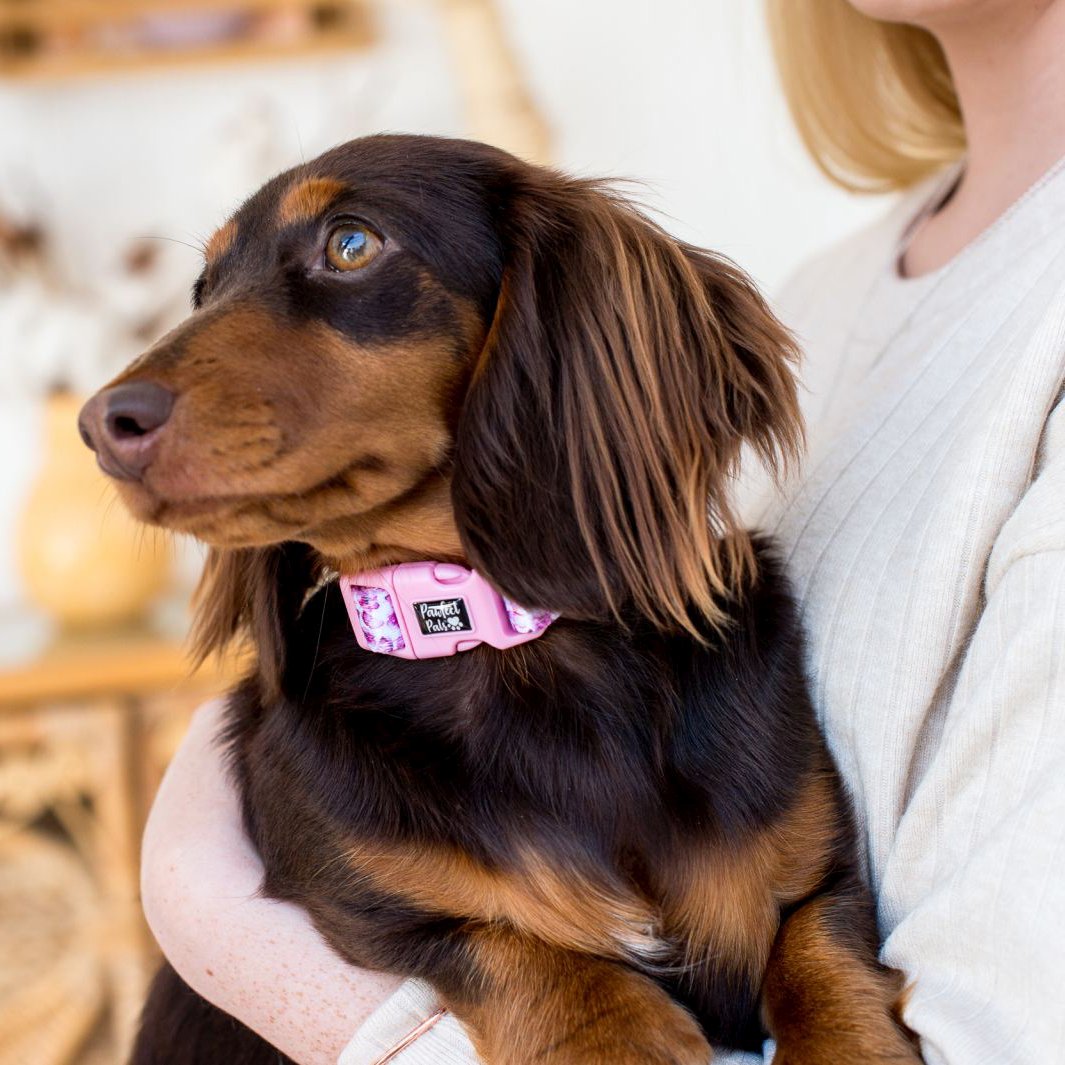 AmbassaDOG in the You Give me Butterflies soft collar.