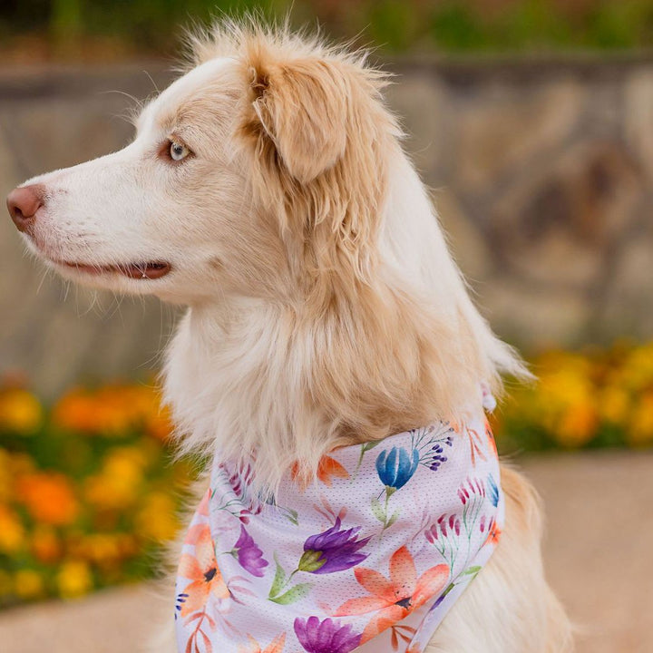 AmbassaDOG in the You Grow Girl cooling bandana.