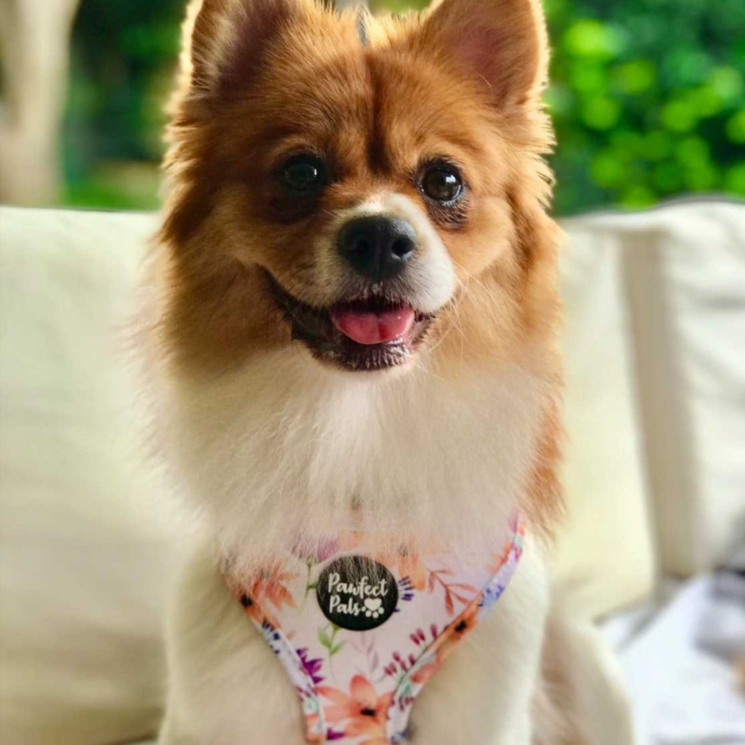AmbassaDOG wearing the You Grow Girl harness.