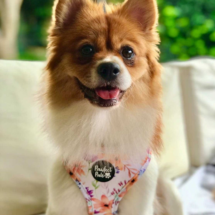 AmbassaDOG wearing the You Grow Girl harness.
