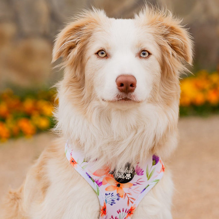 AmbassaDOG wearing the You Grow Girl harness.