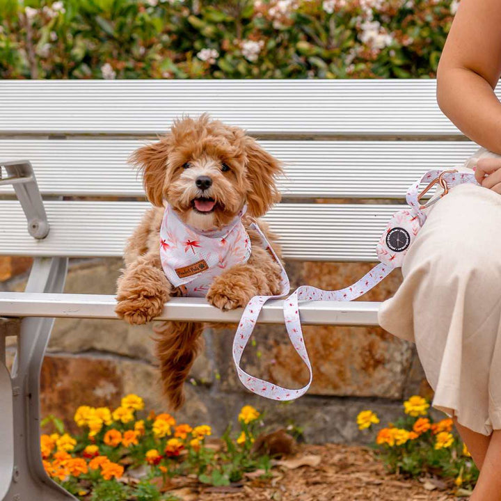 AmbassaDOG in the You Grow Girl - Dragonfly cooling bandana, lead, reversible harness and waste bag holder.