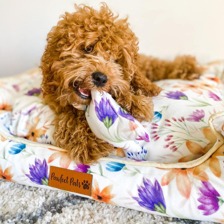AmbassaDOG in the You Grow Girl snuggle bud dog bed with the free toy.