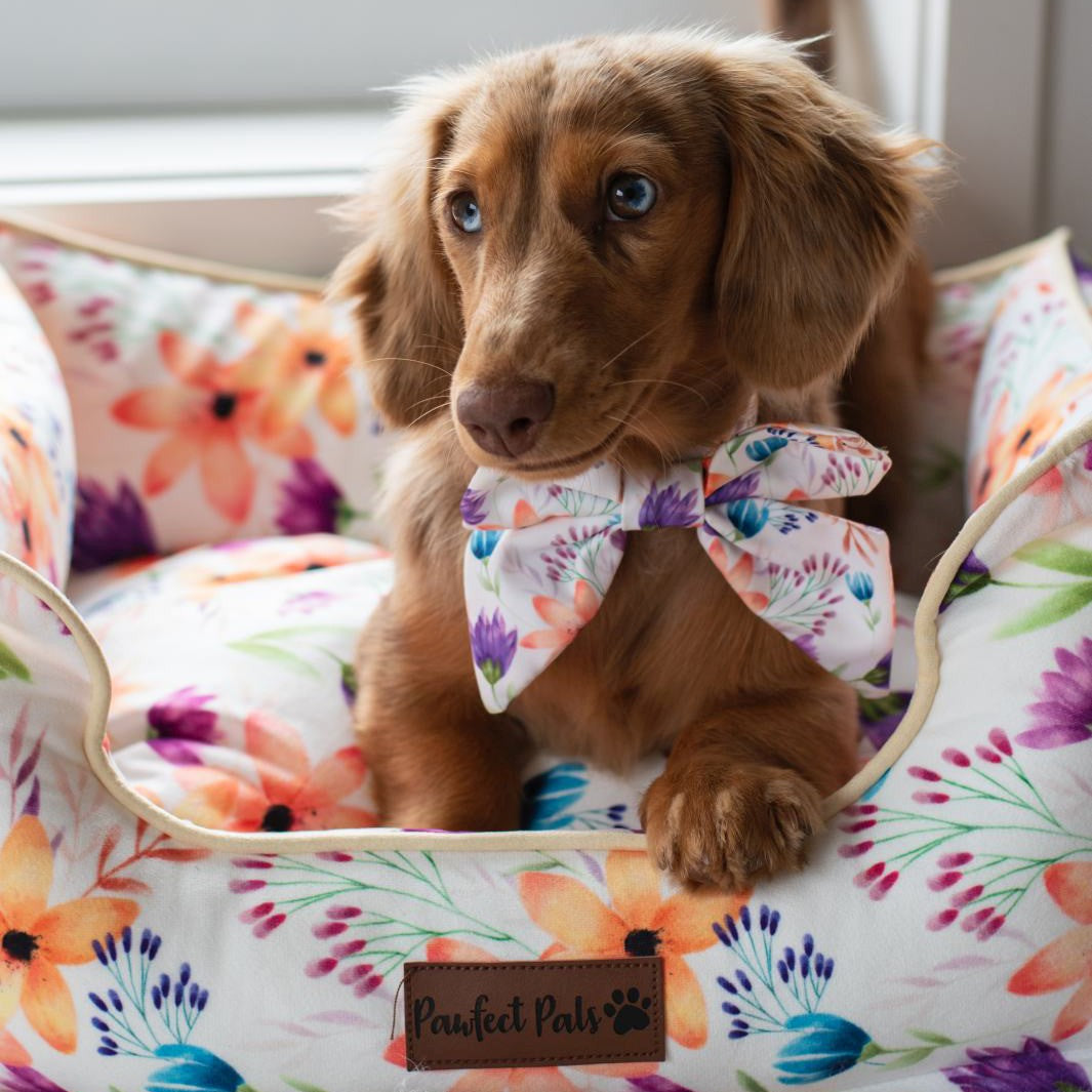 AmbassaDOG in the You Grow Girl snuggle bud dog bed.