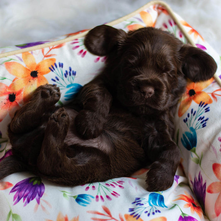 Puppy on the You Grow Girl snuggle bud dog bed.