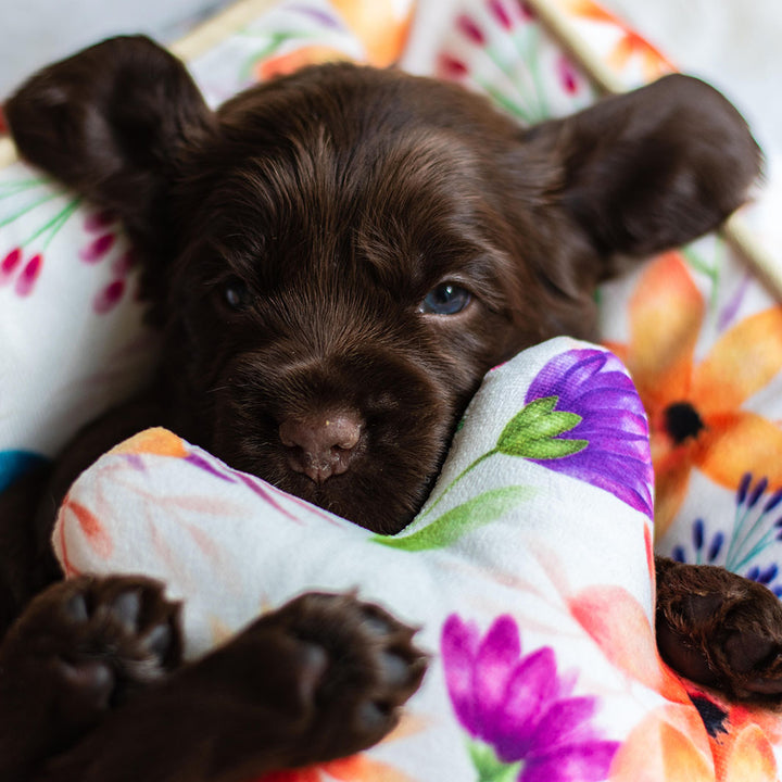 Puppy on the You Grow Girl snuggle bud dog bed with matching toy.