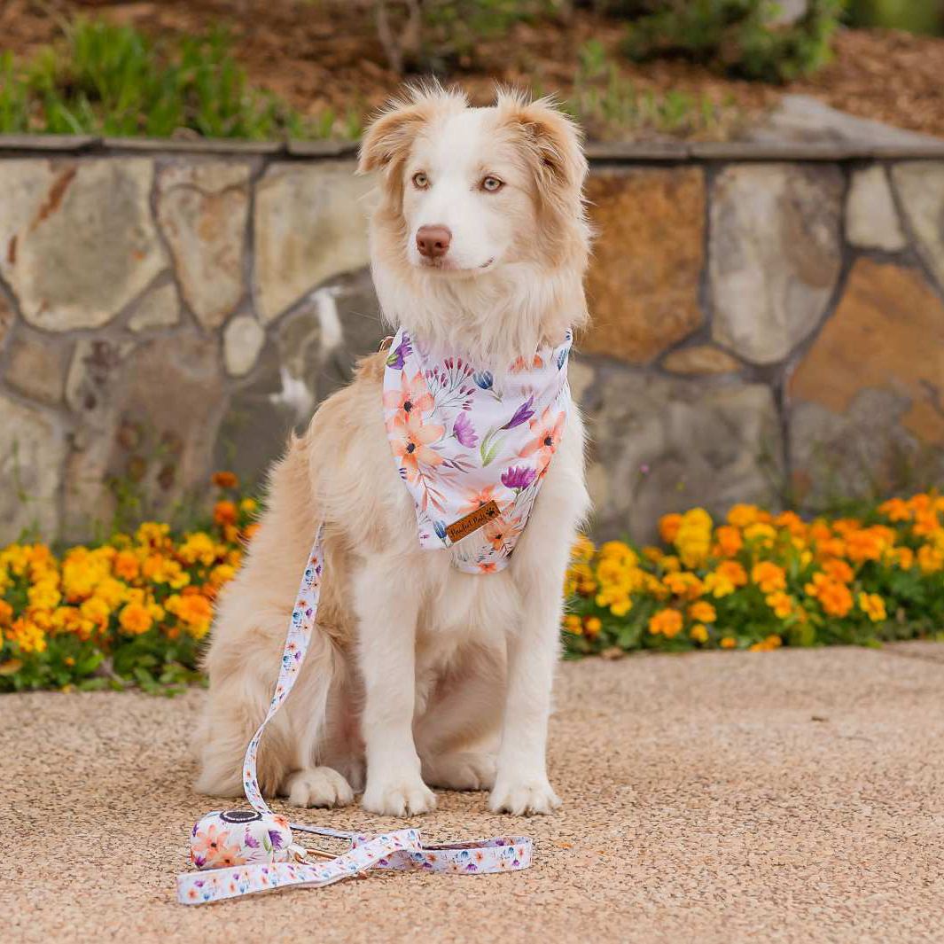 AmbassaDOG in the You Grow Girl soft lead, bandana and waste bag holder.