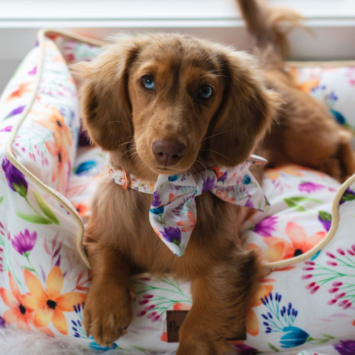 AmbassaDOG Coco in the You Grow Girl collar, sailor bow tie and snuggle bud dog bed.
