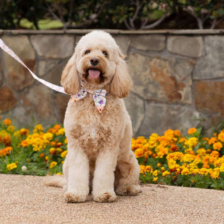 AmbassaDOG in the You Grow Girl lead, collar and sailor bow tie.