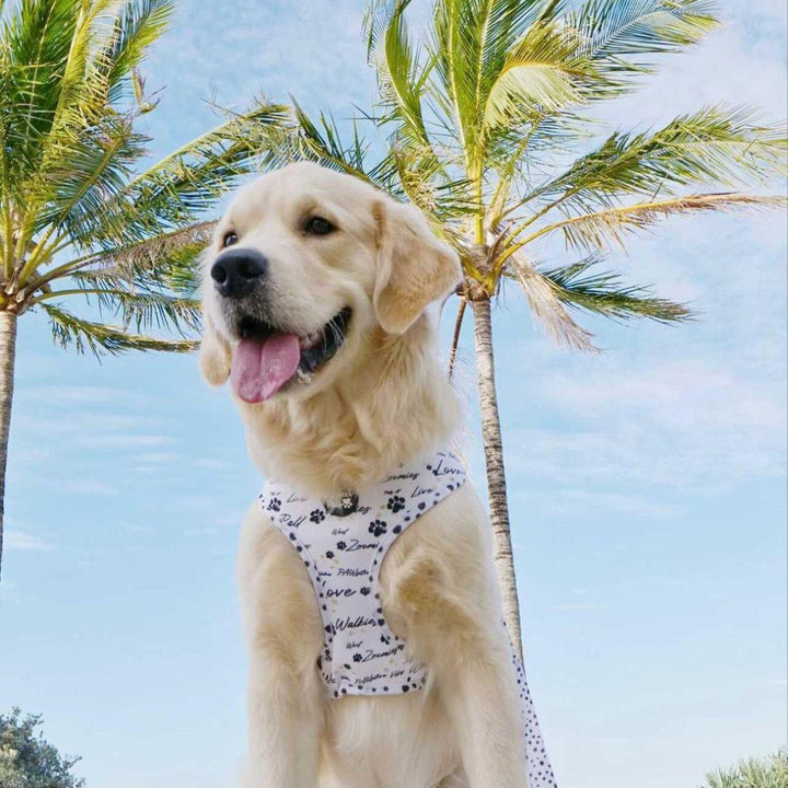 AmbassaDOG in the Zoomies reversible harness.