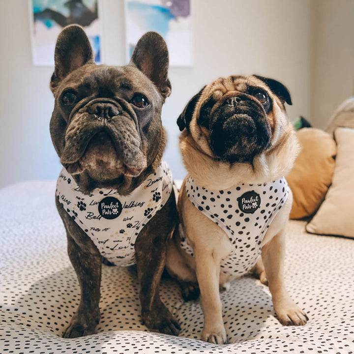 AmbassaDOGs in Zoomies reversible harnesses.