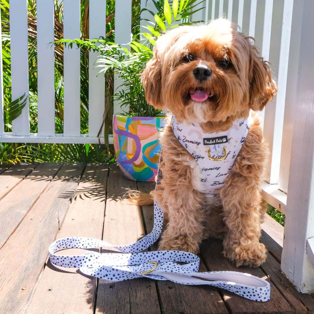 AmbassaDOG Bertie in the Zoomies soft lead and adjustable harness.