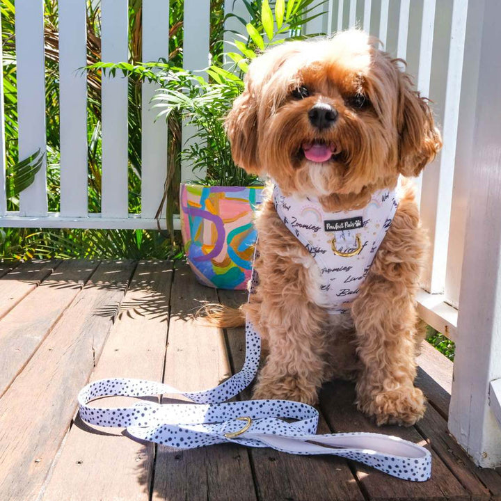AmbassaDOG Bertie in the Zoomies soft lead and adjustable harness.