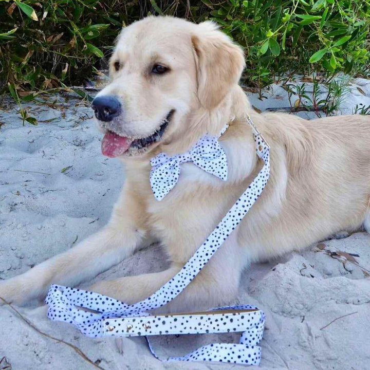 AmbassaDOG in the Zoomies - Terrazzo sailor bow tie, collar and lead.