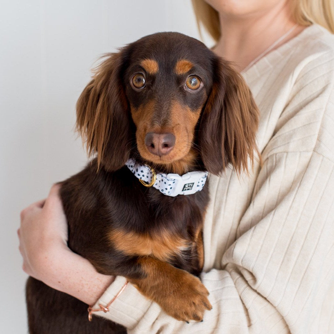 AmbassaDOG in the Zoomies - Terrazzo soft collar.