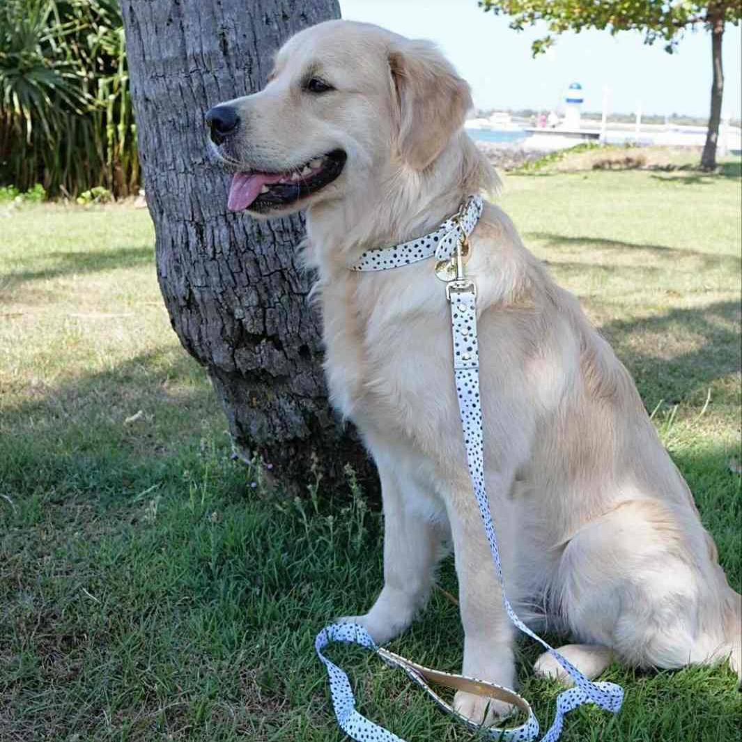 AmbassaDOG in the Zoomies - Terrazzo vegan leather dog collar and lead.
