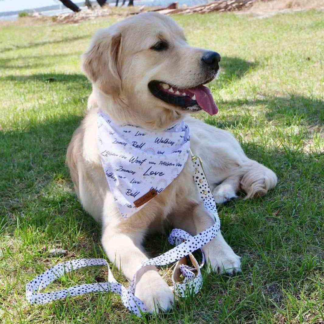 AmbassaDOG in the Zoomies - Walkies cooling bandana and lead.