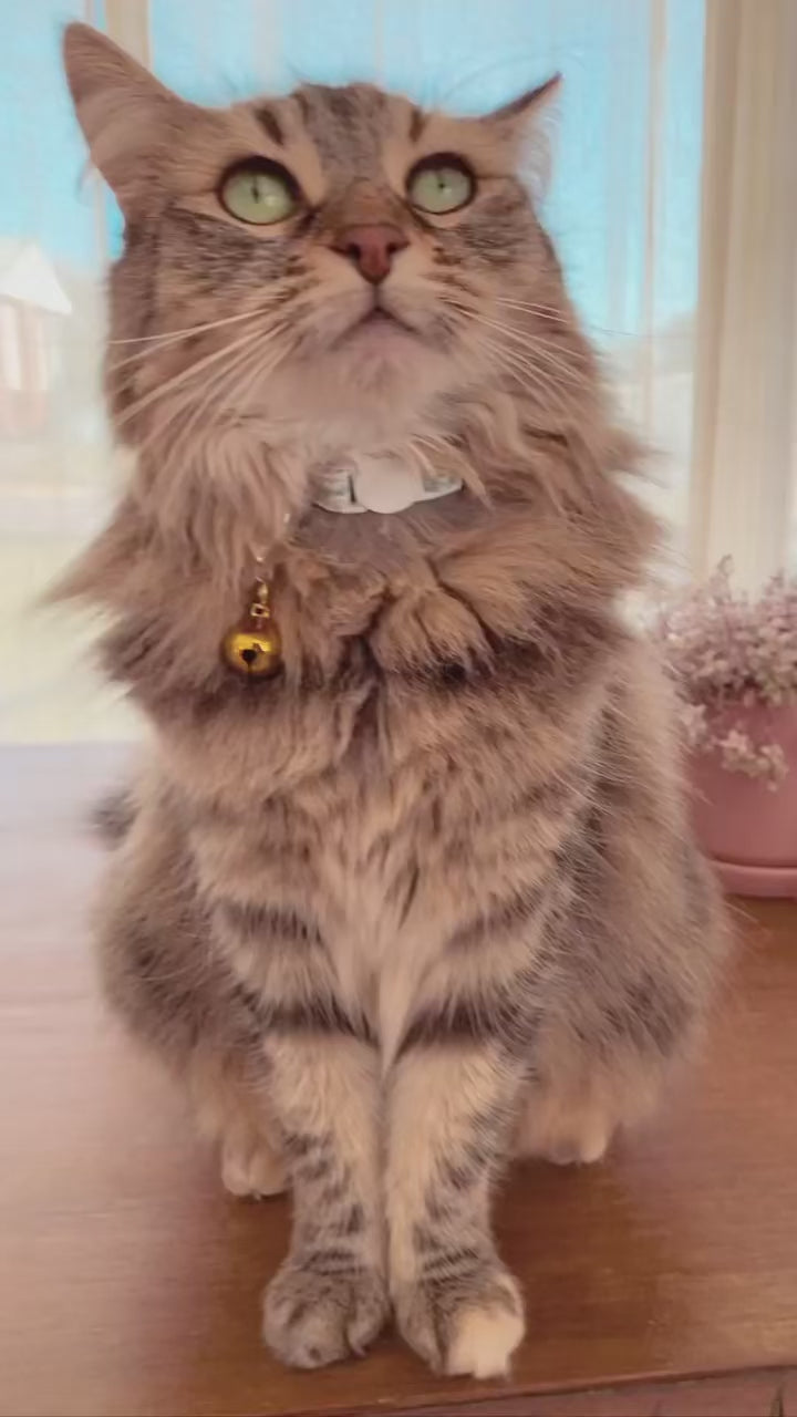 Sweet Like Honey - Daisy Fields cat collar