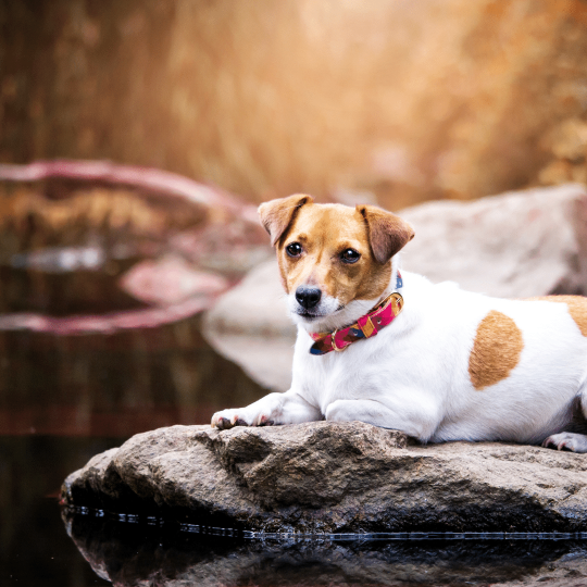 Little Ray of Sunshine - Dog Collar